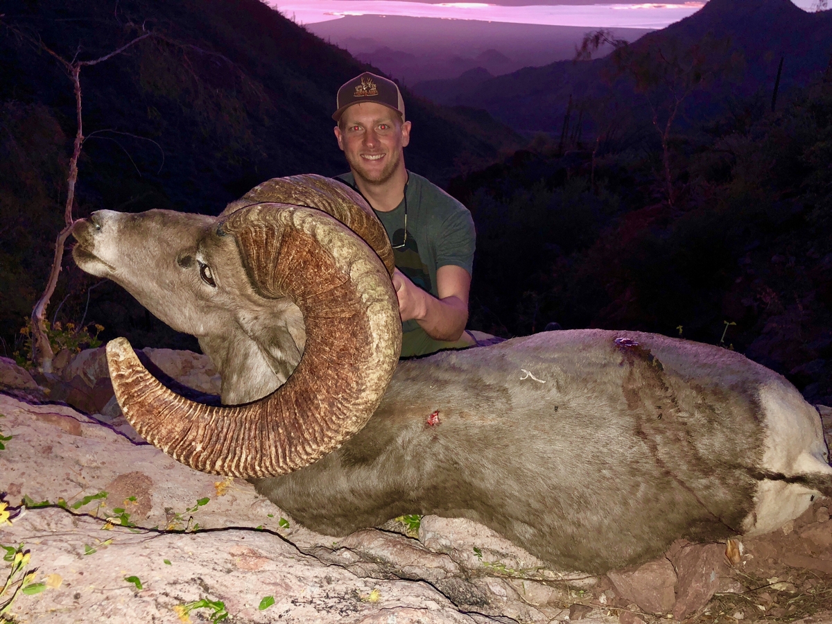 Trophy Bighorn Sheep Mexico